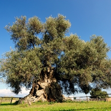 Abords & Bois, créateurs d’extérieurs, aménagements extérieurs, paysagiste, jardin, piscine, province de Liège, haut de gamme